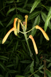 Aloe maculata  RCP09-07 122.jpg
